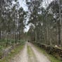 Les eucalyptus embaument notre chemin...
