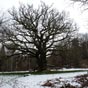 Arrènes : Le chêne de Sazeirat est un arbre remarquable, il est appelé chêne de Sully et serait âgé,de 400 à 500 ans. Sa circonférence mesure 7,20 mètres, à, environ, 1,30 mètre du sol. Une grosse branche est cassée à sa base et laisse apercevoir l'intérieur de l'arbre qui est en grande partie creux. On peut le voir dans le spectacle 3D du scénovision de Bénévent-l'Abbaye, dont il est un personnage.