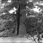 Le chêne Babaud de Guerigny : À quelques centaines de mètres de Guérigny s'étend la forêt des Bertranges qui, avec ses 7 600 ha, fait partie des plus grandes étendues boisées de France. Parmi les sentiers aménagés, il en est un qui mène en ligne droite au « chêne Babaud ». Cet arbre au tronc impressionnant est maintenant couché. Son abattage a été décidé en 1995 : plusieurs fois touché par la foudre, ses plus grosses branches menaçaient de casser. La souche est préservée et entretenue. Plusieurs repères dendrochronologiques sont placés sur les anneaux de l'arbre, du début du XVIIIe siècle à la fin du xxe siècle. En effet, La Chaussade n'a pas planté cet arbre : le chêne était déjà âgé d'une quarantaine d'années lors de son arrivée dans la région.
