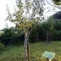 Une bonne initiative émanant de l'Association des Amis de Saint Jacques des Pyrénées Atlantiques: la plantation d'arbres fruitiés de variété ancienne....