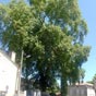 Le platane de Robillard est un arbre remarquable de Saint-André-de-Cubzac. Planté au centre d'une petite place, probablement sous le règne de Louis XIV, il appartient au club très fermé des arbres tricentenaires. Il est protégé depuis le 19 septembre 1936, date à laquelle un décret a permis son classement à l'inventaire des sites naturels.