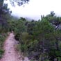 Le chemin est bordé par des pins de Salzmann, espèce rare....