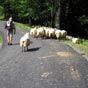 .Beaucoup de moutons ont décidé de faire un bout de chemin avec nous!
