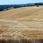 Les champs de blé se plaisent à nous offrir une jolie nature...