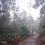 Le chemin est rude mais la nature est belle en traversant des forêts d'eucalyptus!