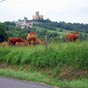 Les vaches sont plus motivées par le passage des pèlerins que dans la contemplation du château de Mauvezin qui se profile au loin... 