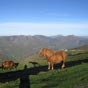 Via Podiensis - Étape Saint-Jean-Pied-de-Port -Roncevaux (26,4 km)::De superbes poneys basques agrémentent notre chemin